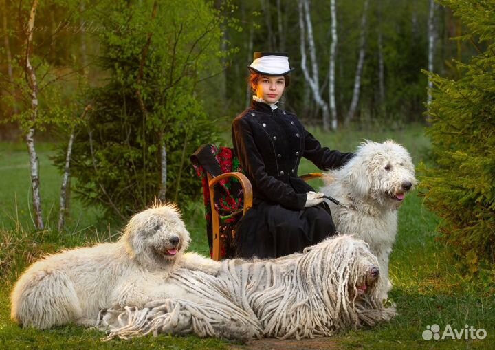 Собака для фотосессии (комондор)