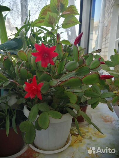 Комнатные цветы