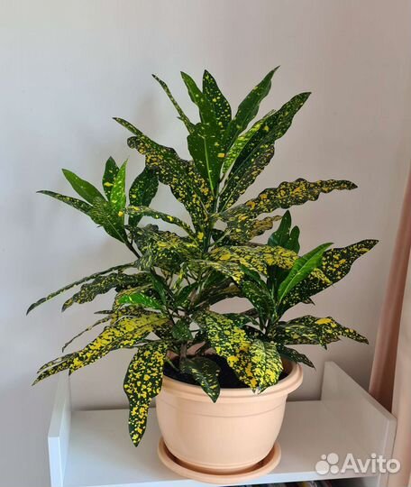 Кротоны Голд Кинг