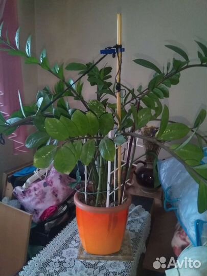 Замиокулькас