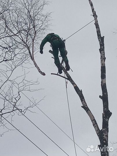 Спил деревьев