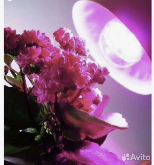 Фито лампа для растений