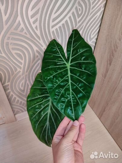 Алоказия Пинк дракон