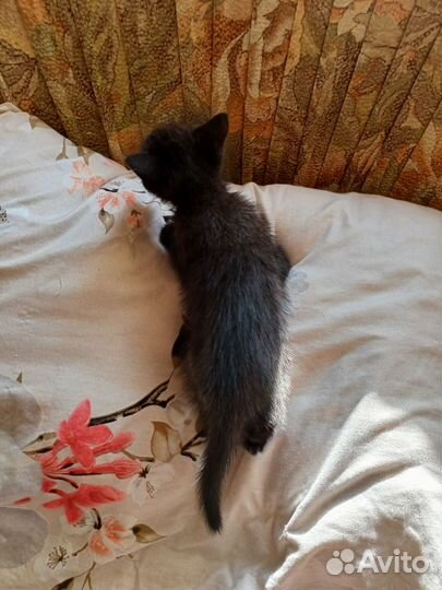 Котята отдам в добрые руки бесплатно