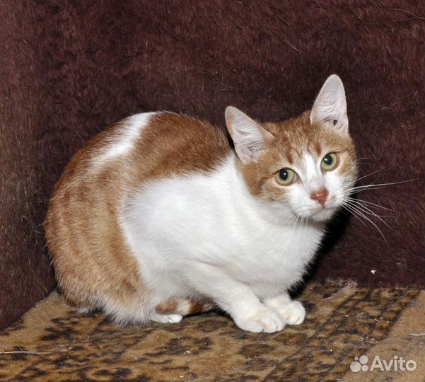 Кошки в добрые руки бесплатно