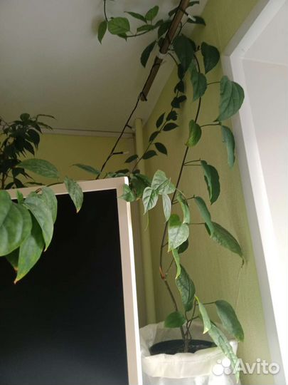 Клеродендрум томпсона