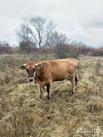Джерсейская корова