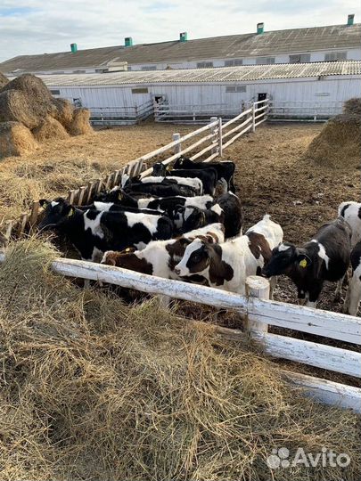 Бычки и телки