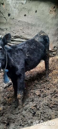 Продажа крс