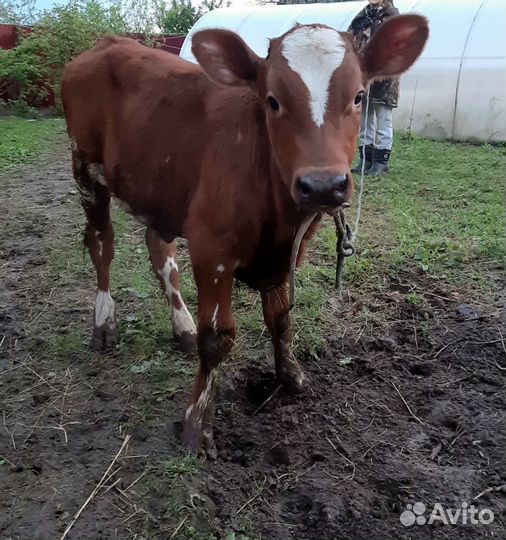 Корова,теленок,тёлка стельная Джерсийки,Айширская