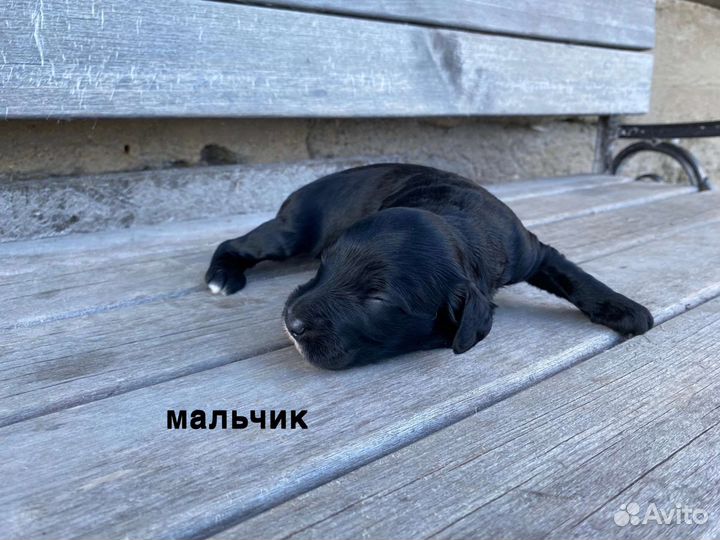 Собаки щенки русский охотничий спаниель метис