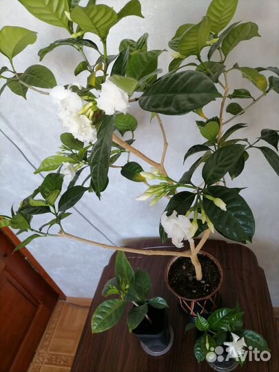 Комнатные цветы