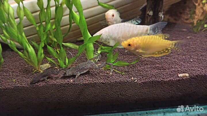 Карликовые аквариумные лягушки-гименохирусы