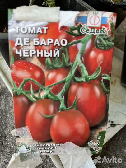 Томаты черные