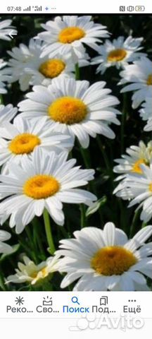 Ромашка садовая, шнитт-лук, полынь