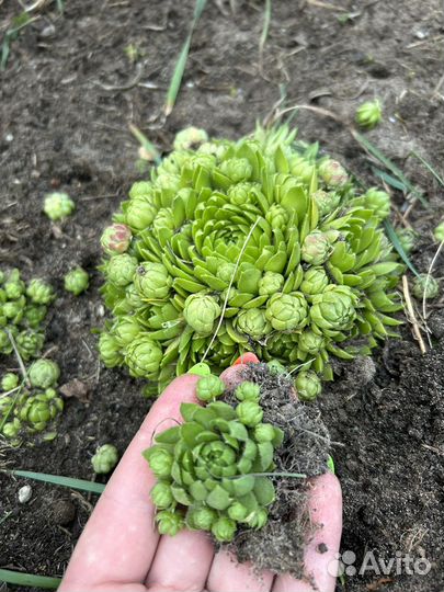 Молодило (камменые розы)