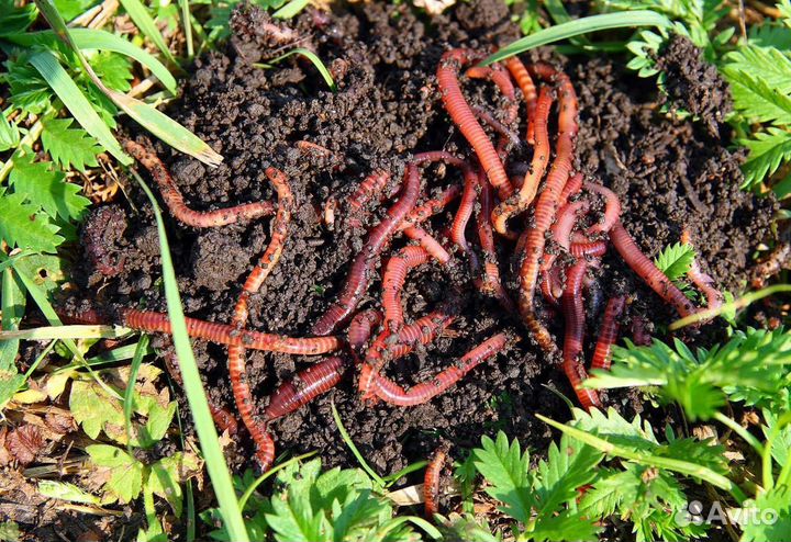 Червь калифорнийский