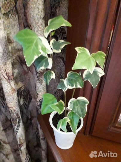 Плющ крупнолистый (два в одном) 45 см