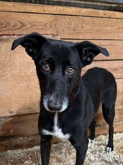 Чёрно-белая собака из приюта с кокетливым взглядом