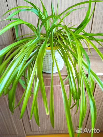 Хлорофитум