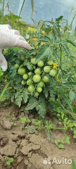 Рассада помидор