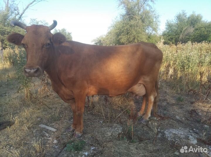 Корова стельная дойная