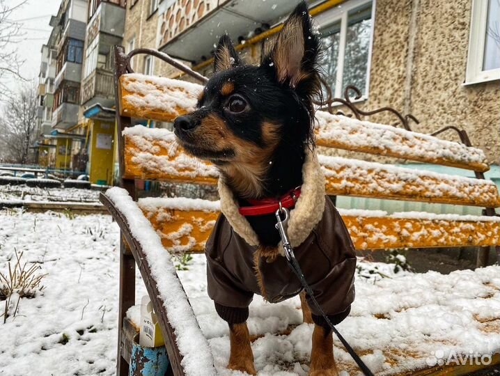 Куртка для собак мелких пород