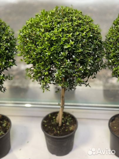 Мирт на штамбе 60 См