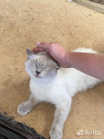 Милая кошка Белла невская маскарадная
