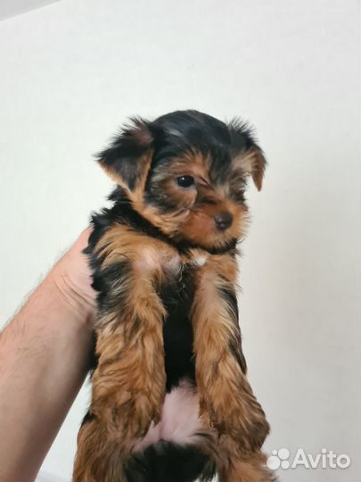 Йоркширский терьер девочки
