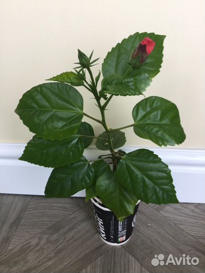 Герань коралловая, гибискус махровый цветущий