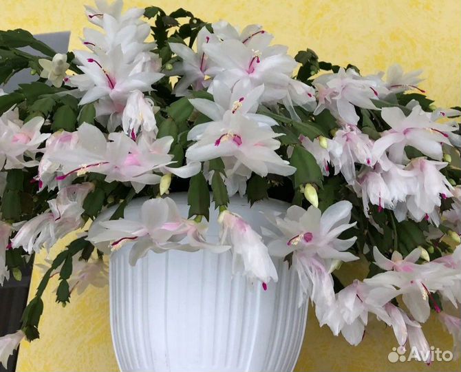 Декабрист шлюмбергера