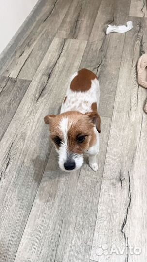 Джек рассел случка