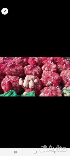 Семенной картофель славянка