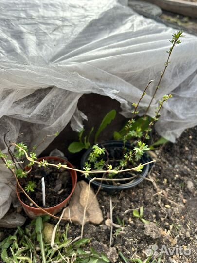 Лапчатка жёлтая