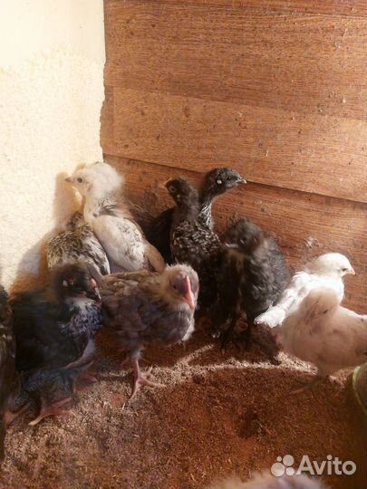 Цыплята, яйцо инкубационное, молодые петухи