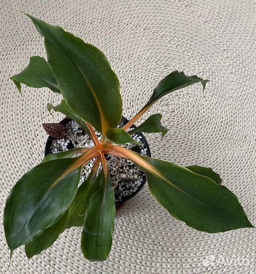 Хлорофитум Оранж грин