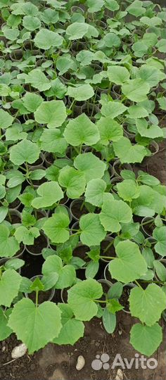 Рассада помидор