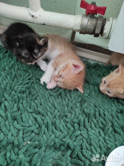 Котята