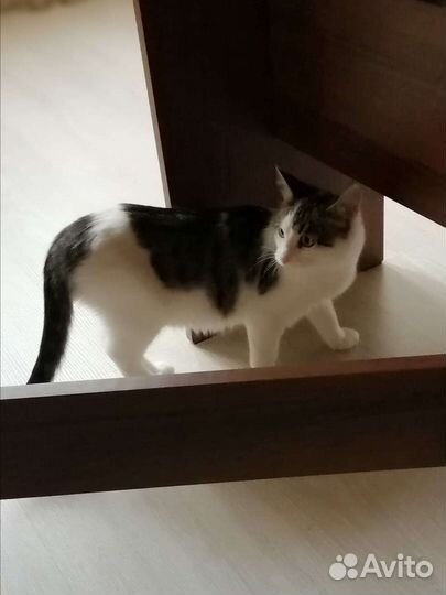 Кот в дар, кастрат