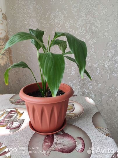 Спатифиллум