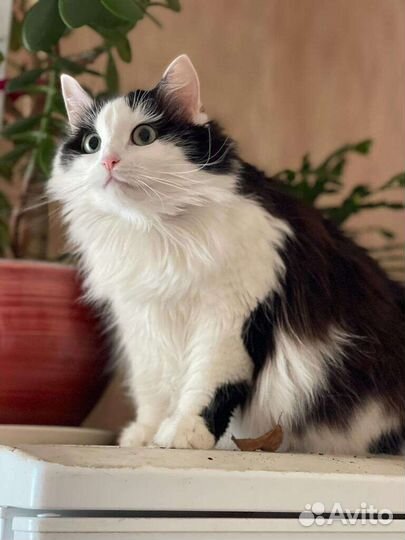 Кошка в дар бесплатно