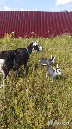 Коза и уозочки