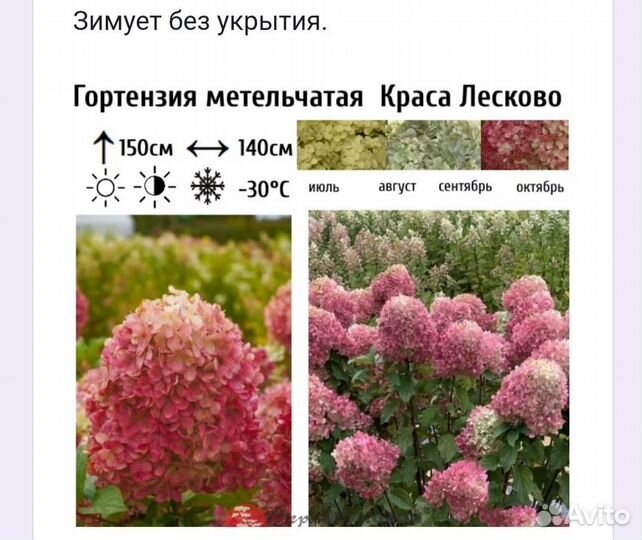 Гортензия метельчатая