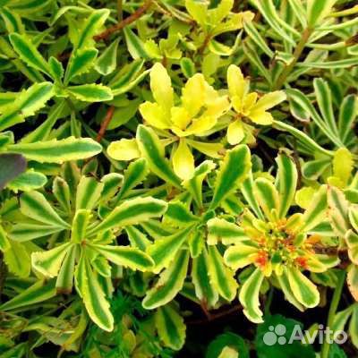 Очиток седум