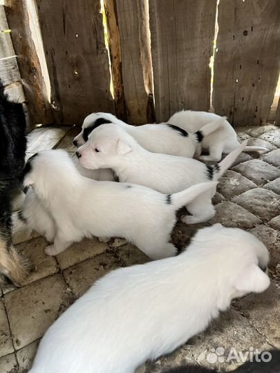 Щенки
