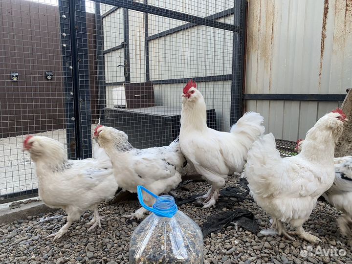 Фавероль куры суточные цыплята