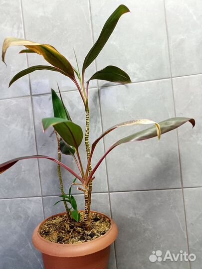 Кордилина мамбо