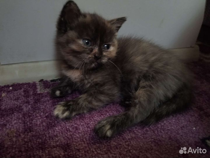 Котята перс экзот + британец