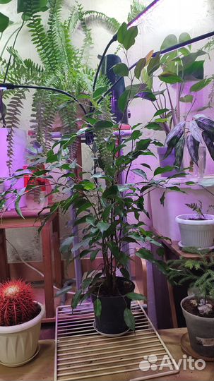 Фикус бенджамина